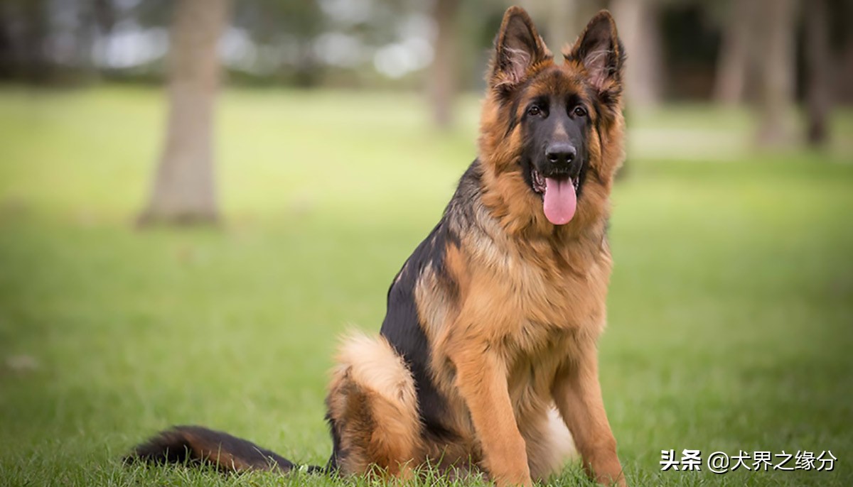 两个护卫犬,护卫犬两大保镖