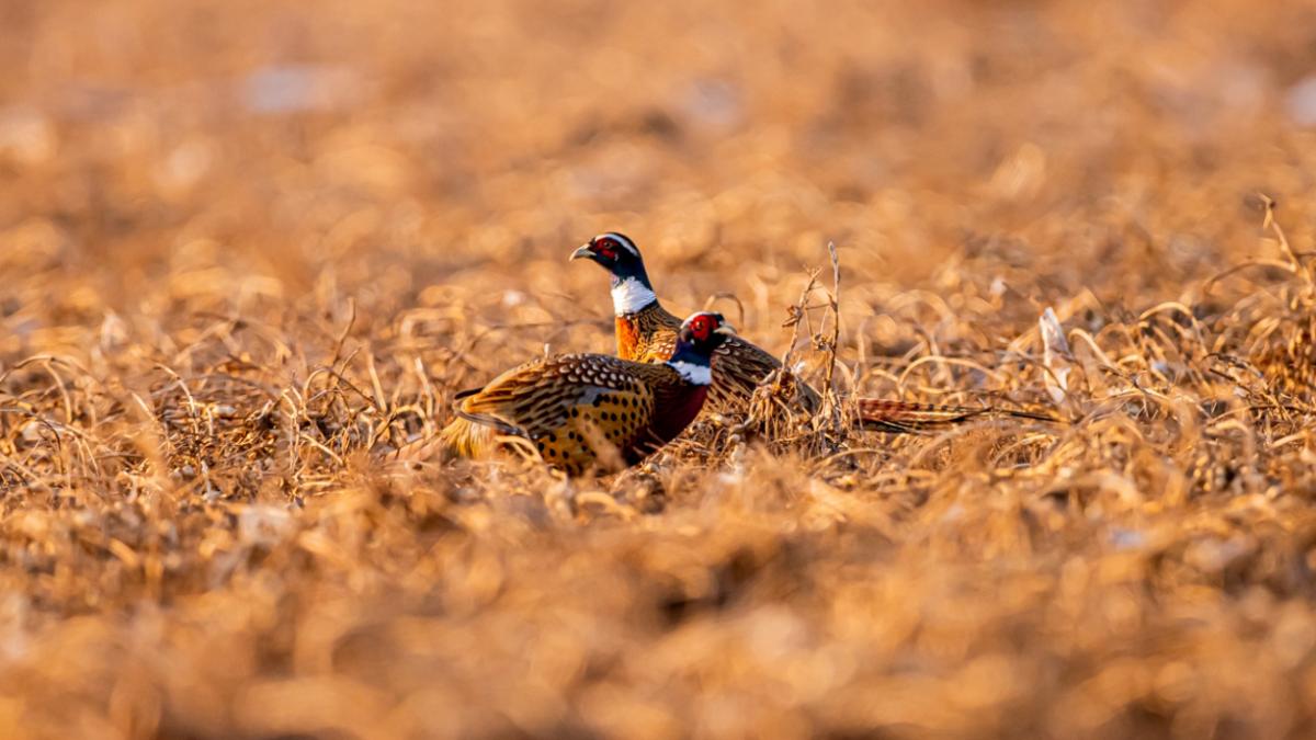 eos90d拍风景参数,eos90d使用教程