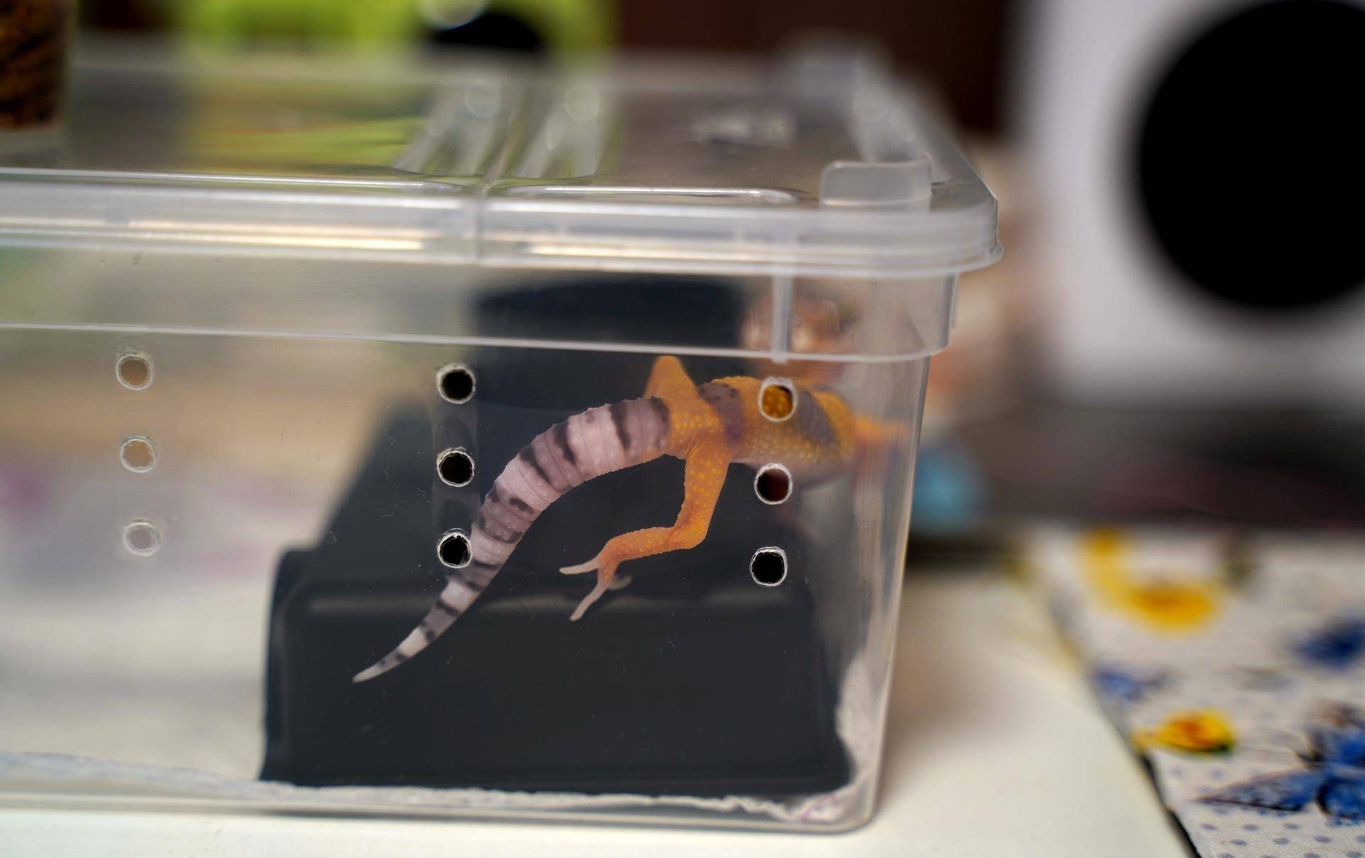 饲养可爱又呆萌傻傻的豹纹守宫,如何饲养好一只豹纹守宫