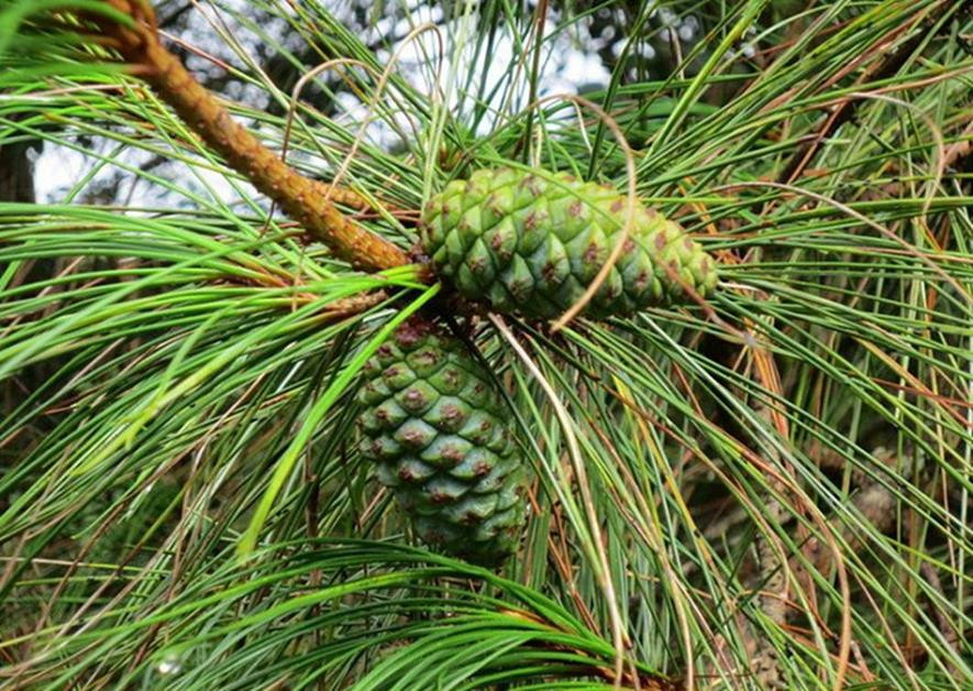 百种味道的果子,百种果实图片