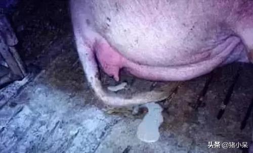 母猪流脓的症状,母猪流脓怎么处理