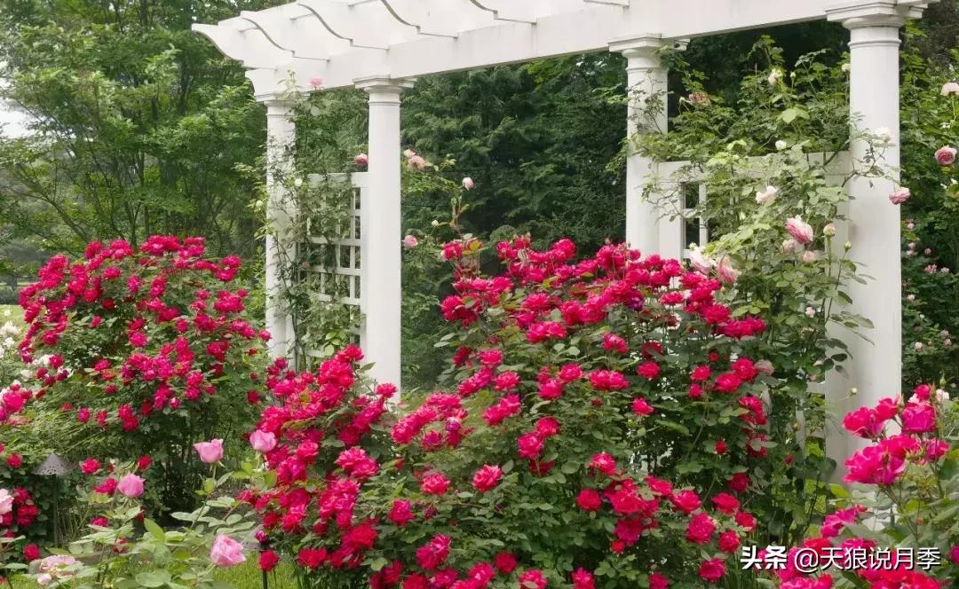 哪些月季品种抗病强,抗病性好月季有哪些