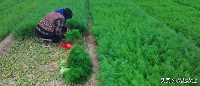 农民种茴香哪些要点需要掌握,这季节种什么蔬菜最合适小茴香