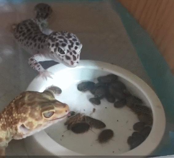 这种会吃蟑螂的小可爱，真的不考虑养一只嘛？