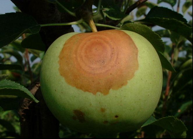 苹果轮纹病治理措施,苹果轮纹病怎么治疗最好