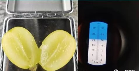 一斤阳光玫瑰的价格,山东阳光玫瑰多少钱一斤