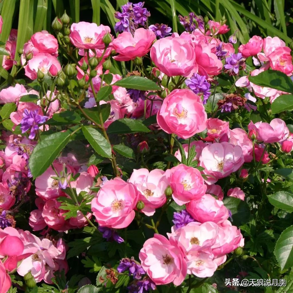 四月最浪漫的蔷薇花,最浪漫的四月花