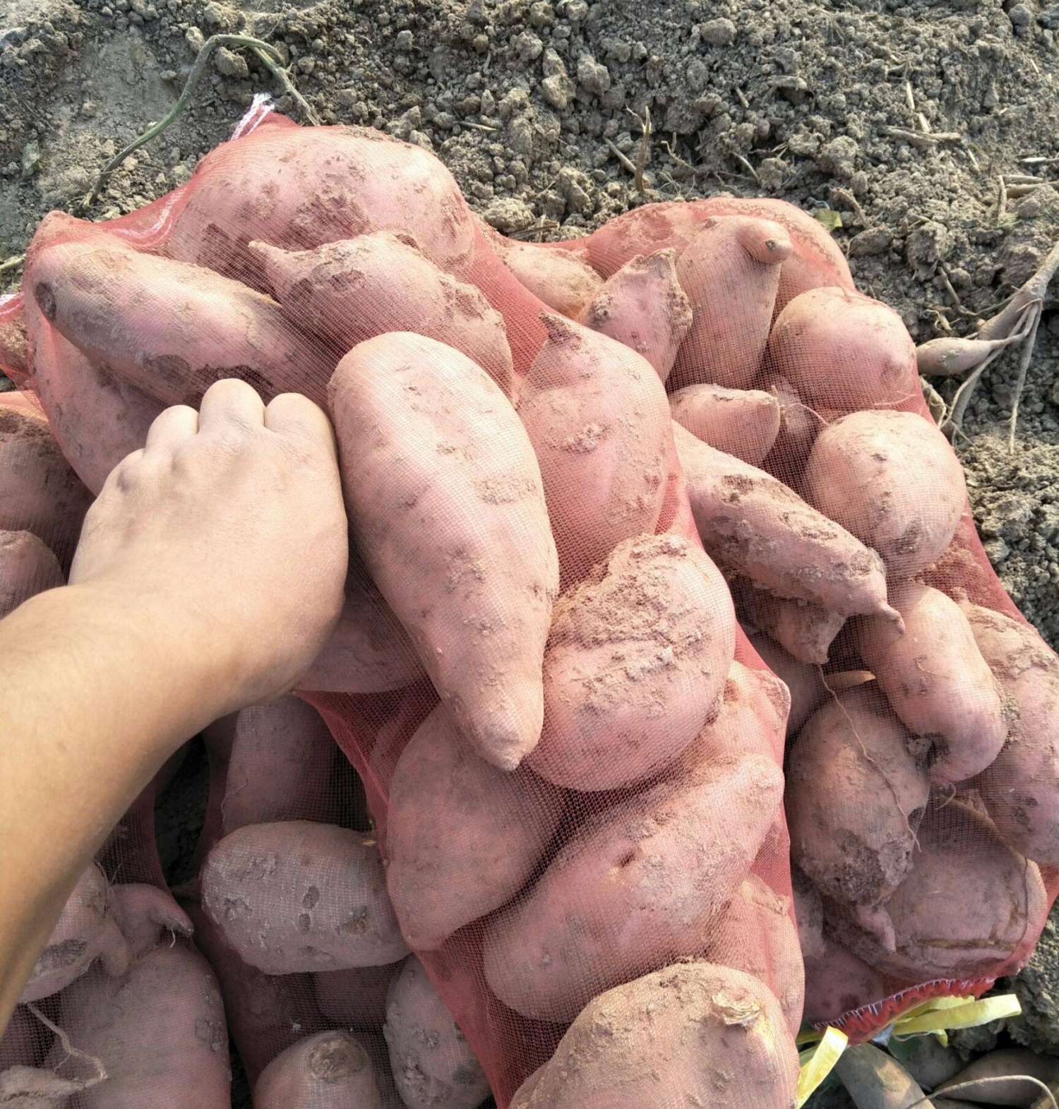 自制红薯粉条做法简单易学,自制红薯粉条最简单的做法