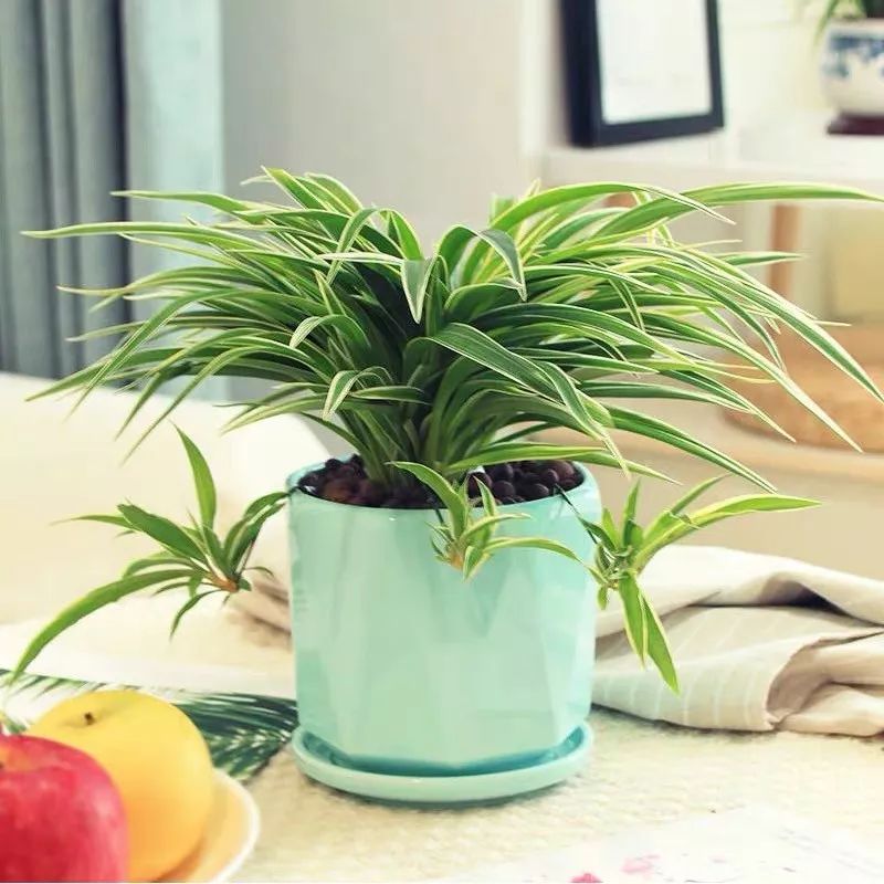 这六种花寓意吉祥好养易活,公认最吉利的4种花