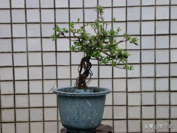 杜鹃斜飘式盆景制作过程,杜鹃盆景10种造型法