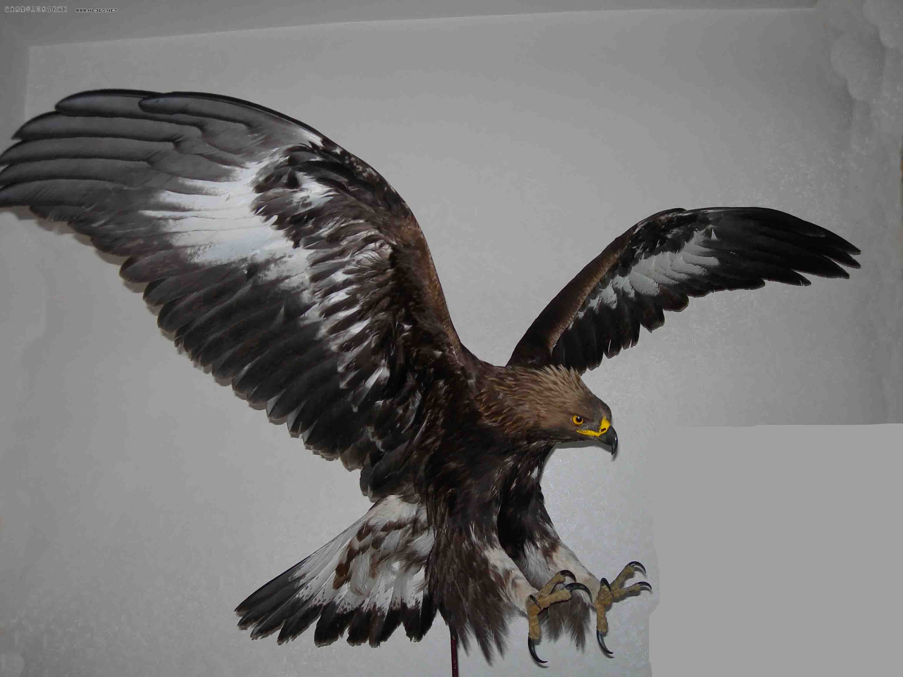 毁灭魔兽哥斯拉,毁灭岛国的英雄哥斯拉