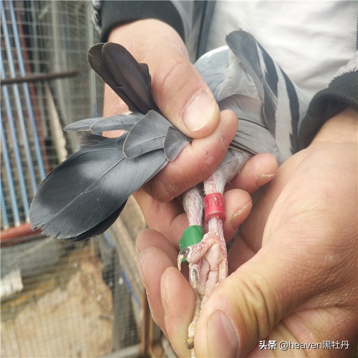 种鸽喂幼鸽时能打毛滴虫吗,种鸽有毛滴虫能用吗