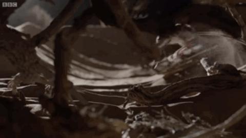 可爱的沙漠小跳鼠,米老鼠沙漠跳鼠