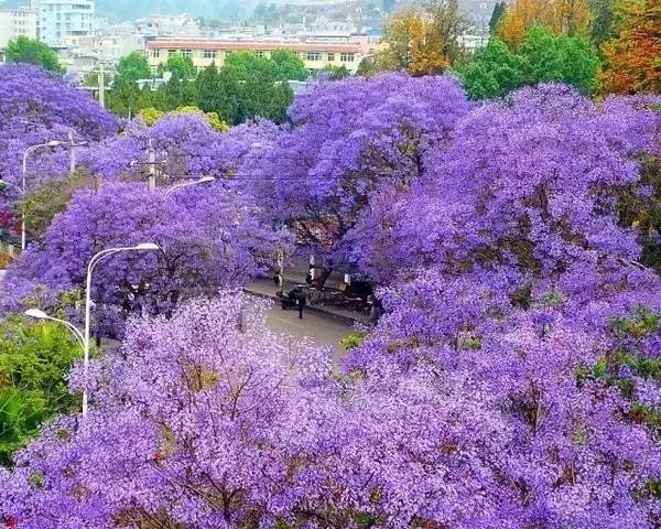 成都这座古城从不缺幻想和故事,四川藏着一个静谧古城