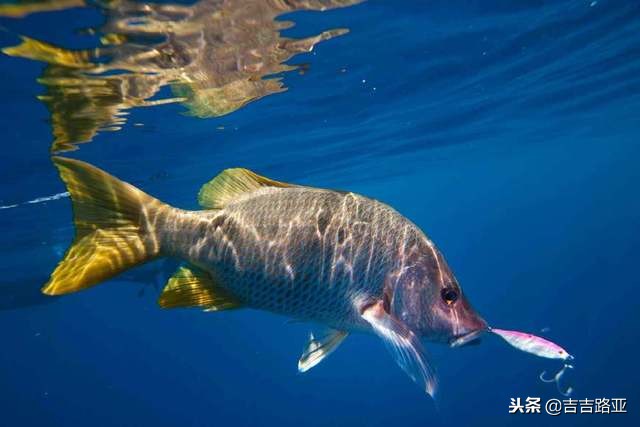 路亚新手入门教程路亚上饵,最常用的三种路亚拟饵