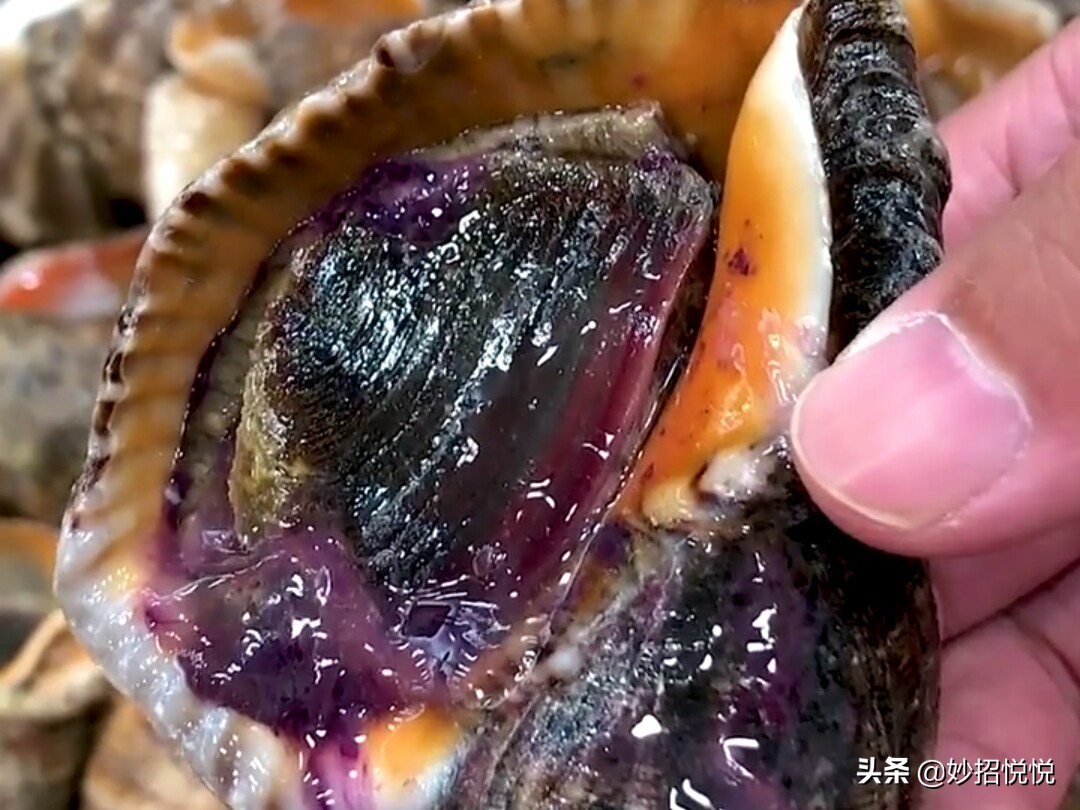 怎么挑选海螺最好,海螺挑选方法