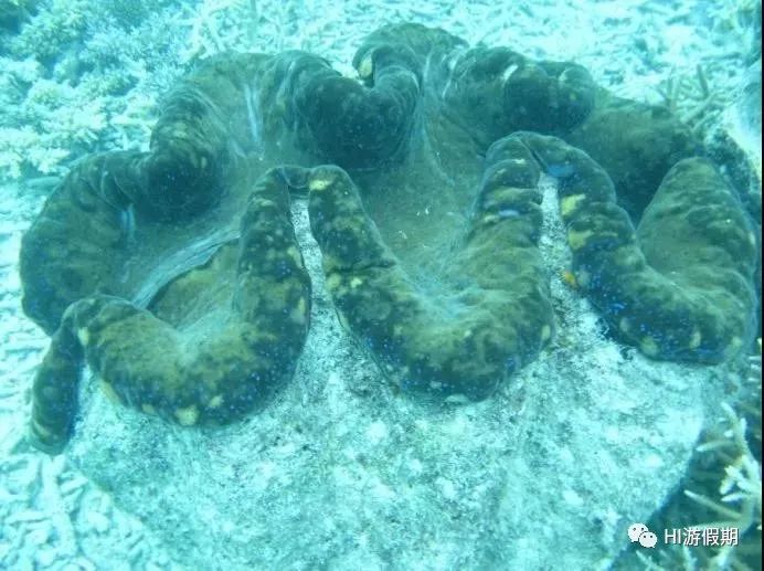 帕劳海底世界美人鱼,美人鱼和帕劳