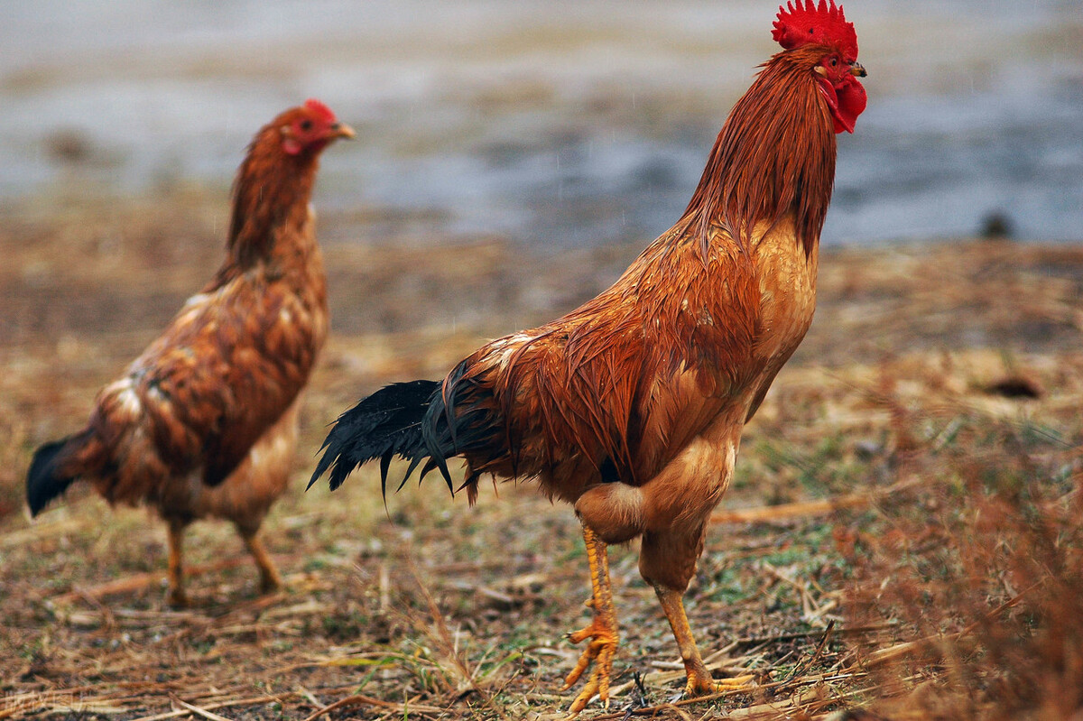 鸡病流感的治疗方法,鸡病禽流感用啥药