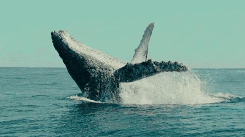 每个生命都值得被虐待,任何生命都不该被虐待