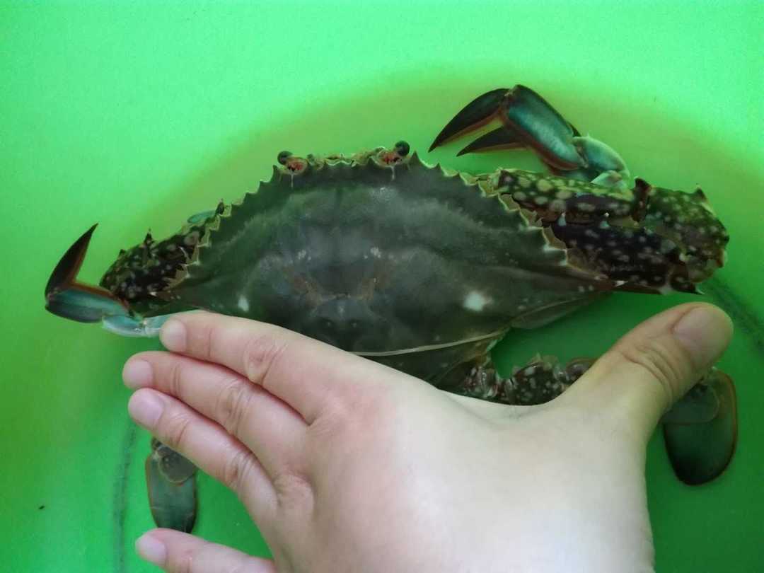 山东蓬莱仙境的地方,人间仙境在烟台