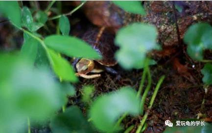 黄缘龟该如何造景,黄缘龟造景用河沙
