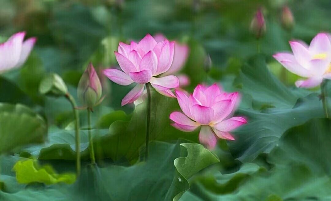 首批中国少数民族特色村寨,中国少数民族特色村寨第一批名录