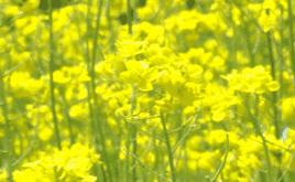 樱桃花海游玩攻略,青岛樱桃花海在哪