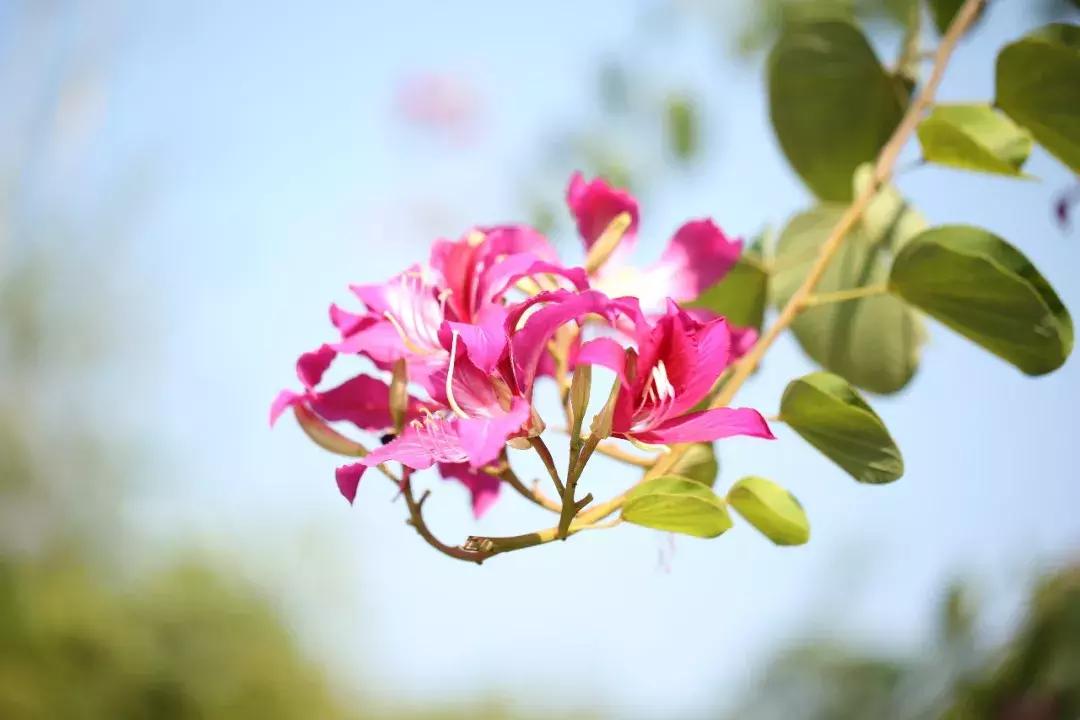 夜深花睡去最念是故人的出处,夜深花睡去唯美诗句