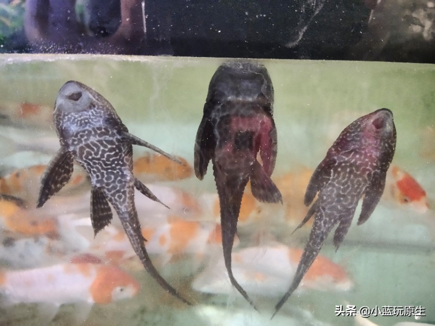 鱼缸爆褐藻的正确方法,鱼缸褐藻怎么彻底消灭最简单方法