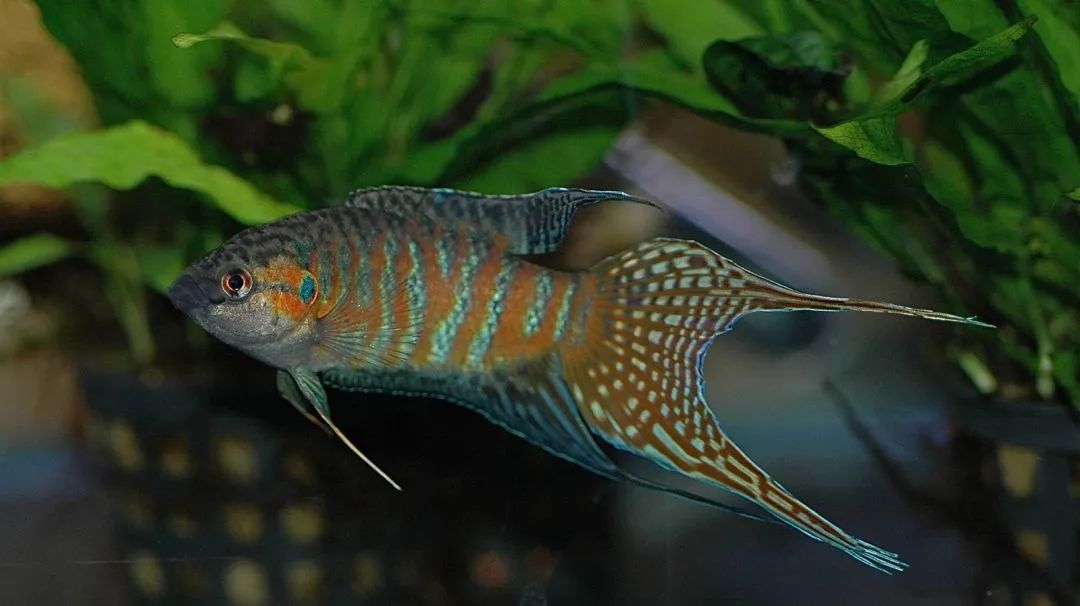 什么鱼生命力最强最好养,哪种鱼生命力最强比较好养