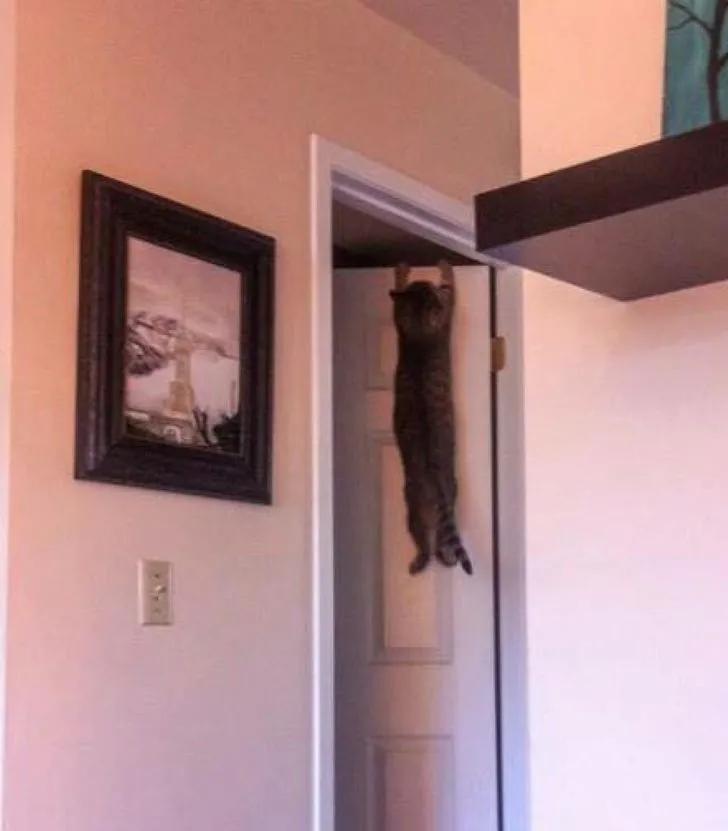 万万没想到猫咪是这样出现的,万万没想到猫