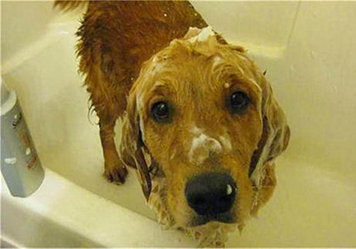 特殊时期如何做好宠物清洁工作?这两点最重要,但仍需注意安全