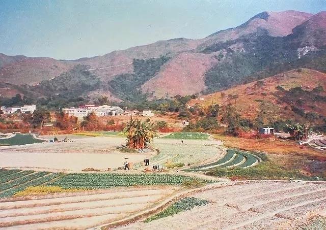 香港天价绑架案真实案例,身价1500亿的富豪买下15座监狱