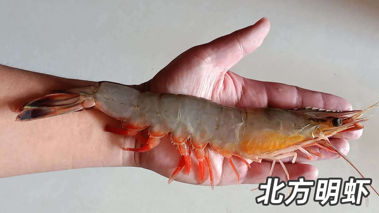 基围虾由什么得名,基围虾真的是品种名么