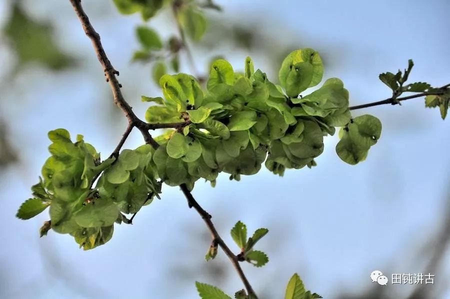 蛤没内衣与平阳田螺精