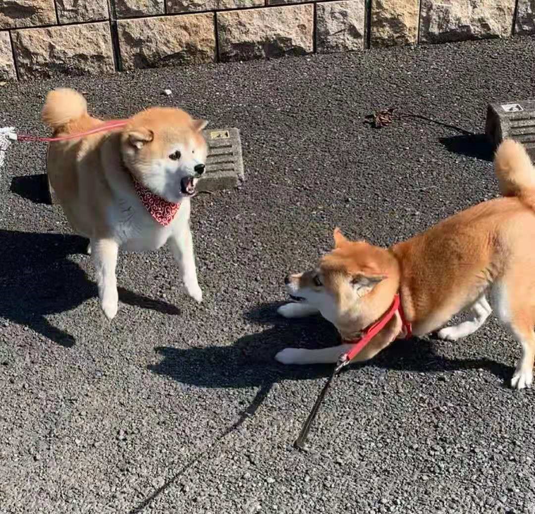 柴犬一定要选有证书和芯片的吗?倾听一位4年养柴老手的劝告