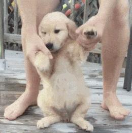 金毛为什么会暖心,盘点养金毛的人有多爱金毛