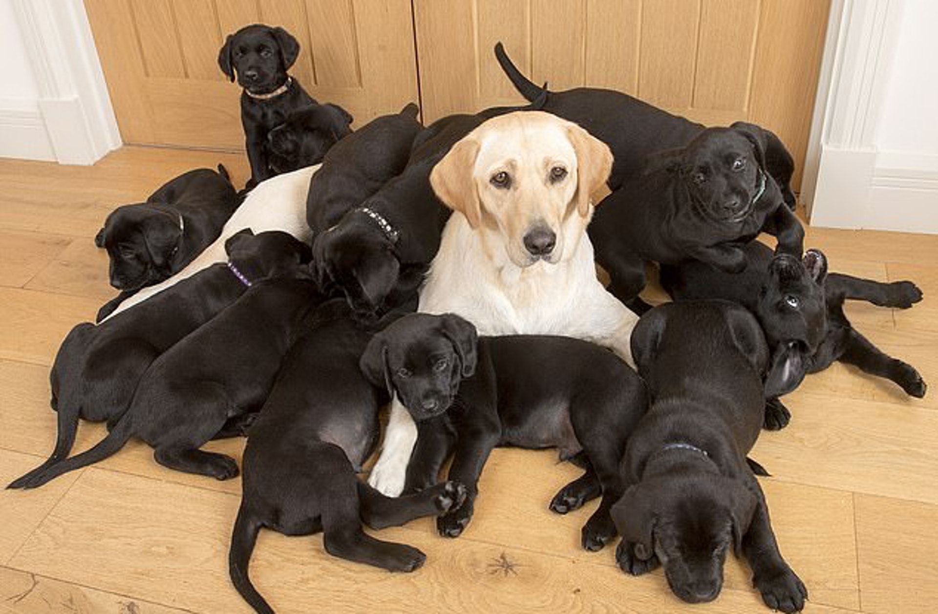 狗子交配后，为什么还背对背连在一起分不开？难道这样不危险么？