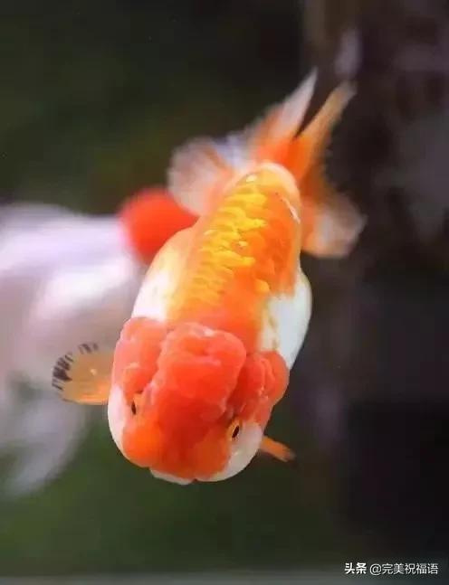 祝大家新年快乐年年有锦鲤,祝大家新年大吉年年有鱼