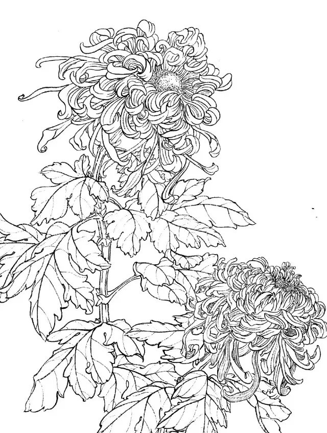 如何画菊花小写意步骤,菊花各种姿态写意画法