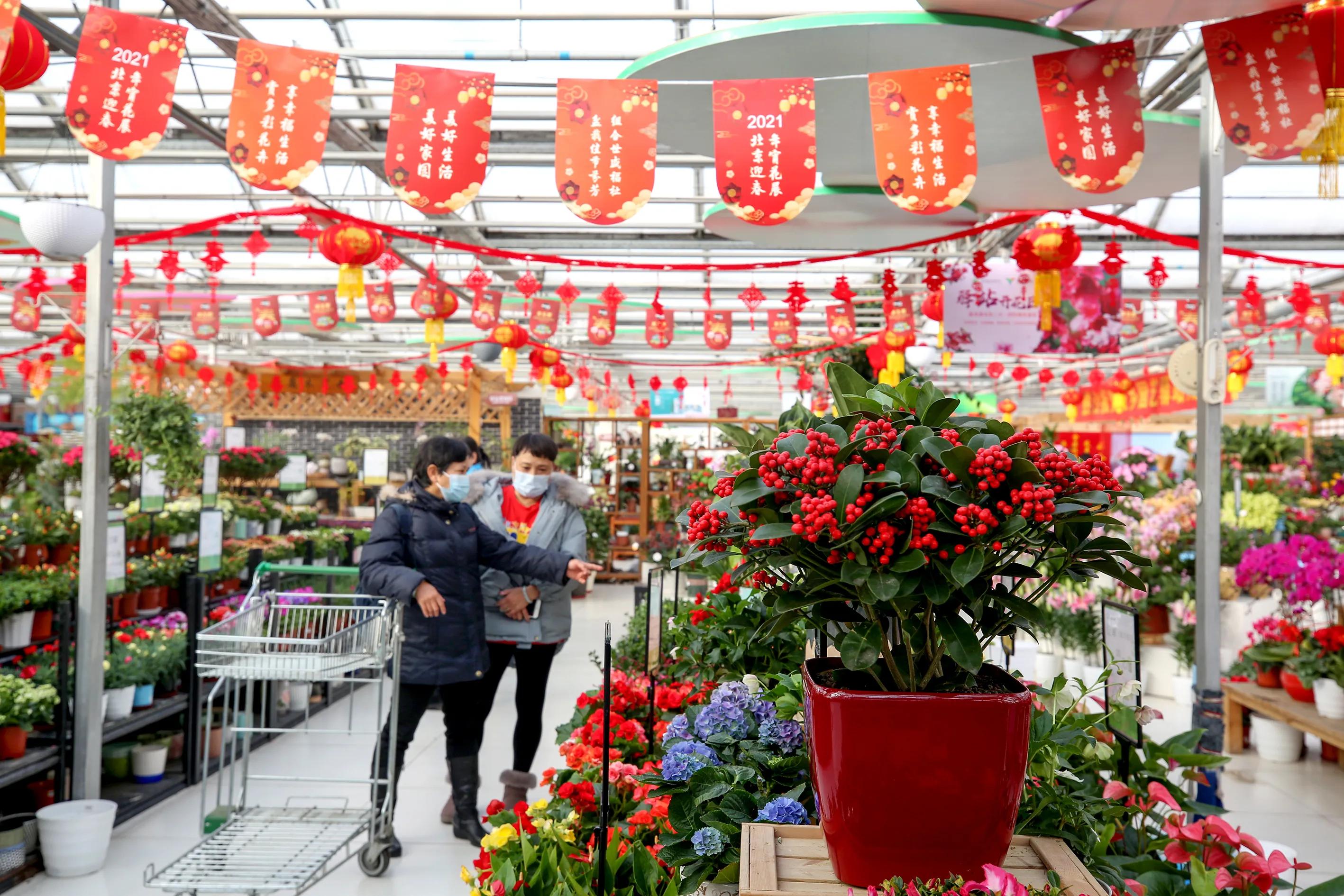 蝴蝶兰为什么是年宵花里最好卖的,蝴蝶兰和仙客来适合新手养殖么