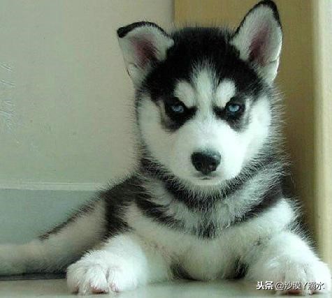 比尼熊狗狗价格,阿拉斯加狗狗价格