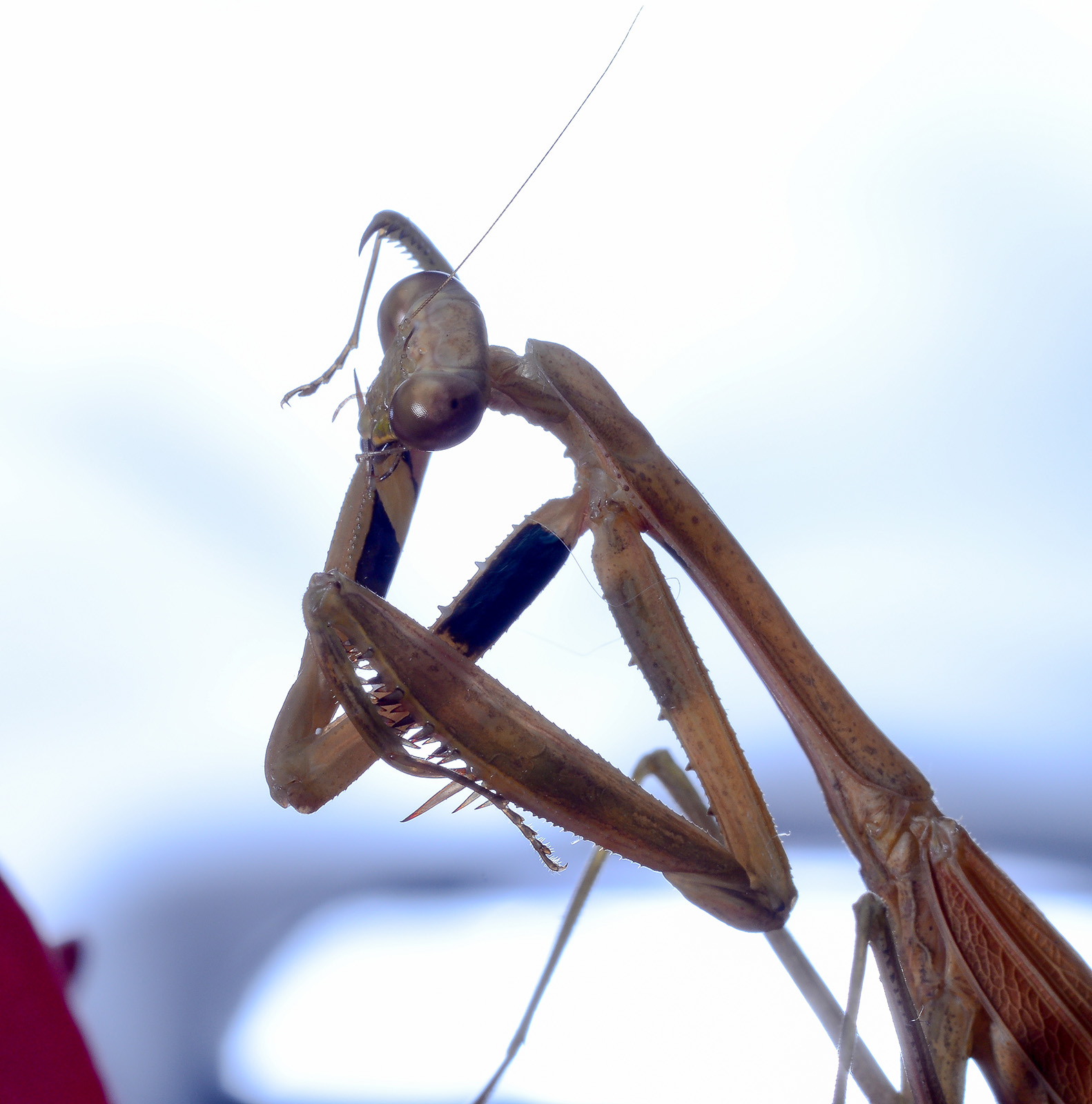 尼康2021年新相机,尼康2021年新相机及镜头展望