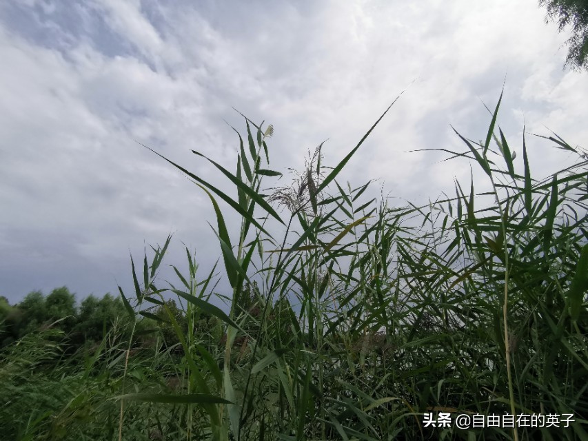 南海子湿地公园攻略,南海子湿地公园分布图