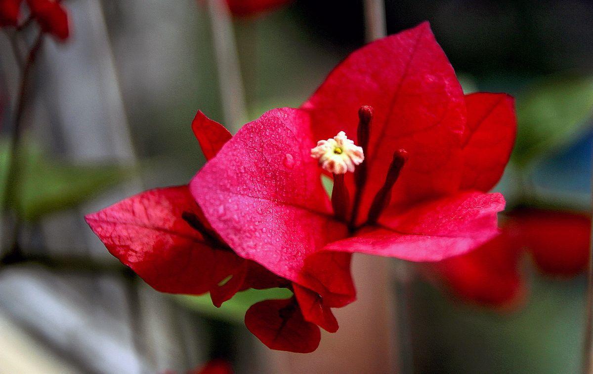 三角梅入冬后注意什么,三角梅花叶都冻伤了怎么办