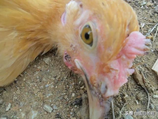 老兽医：鸡群10种异常呼吸音“一病一图”汇总，建议养鸡人看看