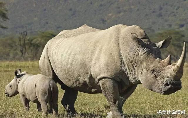 残忍!这9种带血文玩太血腥!碰了小心坐牢