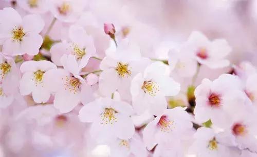 治疗花粉症小妙招,一招解决花粉症