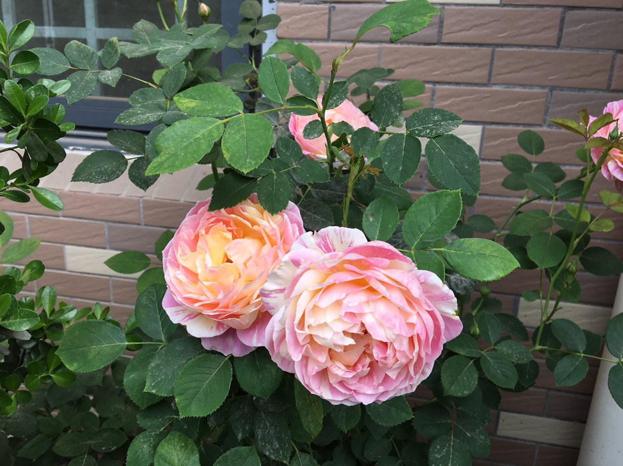 月季花怎么修剪花多好看,月季花怎么修剪才能多开花