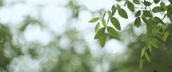 秀江南国墅480m²——新东方主义